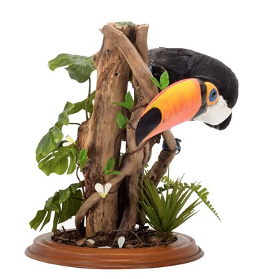 Lot 175 - Taxidermy: A Re-Creation of a Toco Toucan,...