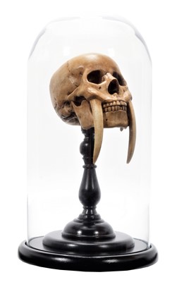 Lot 312 - Skulls/Anatomy: Homo Erectus Smilodon, modern,...