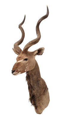 Lot 1216 - Taxidermy: Cape Greater Kudu (Strepsiceros...