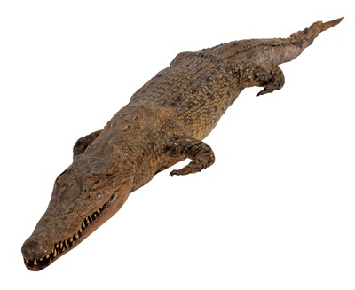 Lot 1210 - Taxidermy: A Nile Crocodile (Crocodylus...