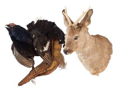 Lot 1195 - Taxidermy/Antlers: European Roebuck & Black...