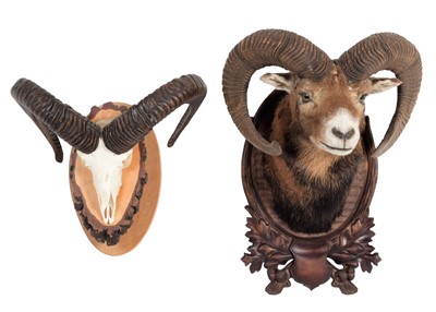 Lot 1213 - Taxidermy: European Mouflon (Ovis aries...