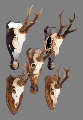 Lot 19 - Antlers/Horns: A Group of Bronze Medal Class...