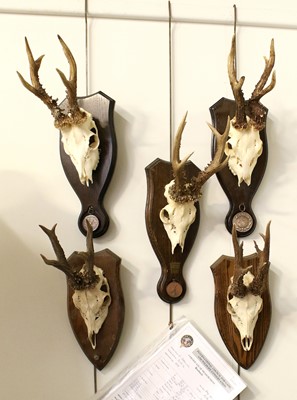 Lot 1201 - Antlers/Horns: A Group of Bronze Medal Class...