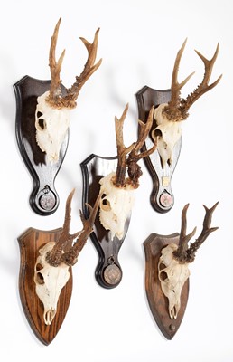Lot 337 - Antlers/Horns: A Group of Bronze Medal Class...