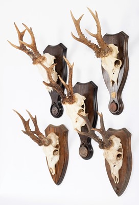 Lot 337 - Antlers/Horns: A Group of Bronze Medal Class...