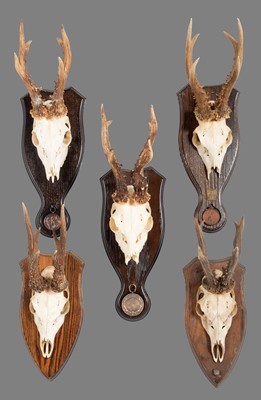 Lot 337 - Antlers/Horns: A Group of Bronze Medal Class...