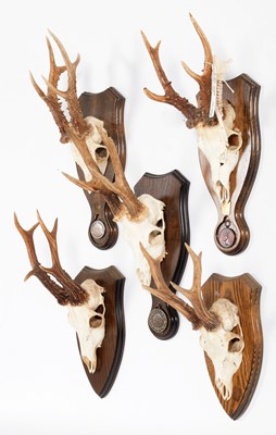 Lot 75 - Antlers/Horns: A Group of Bronze Medal Class...