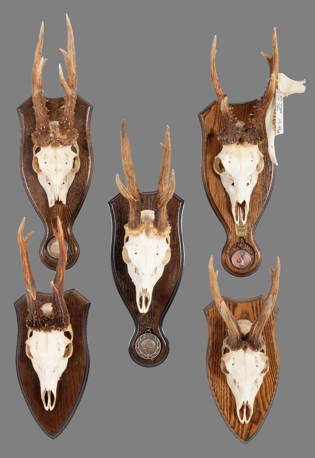 Lot 75 - Antlers/Horns: A Group of Bronze Medal Class...