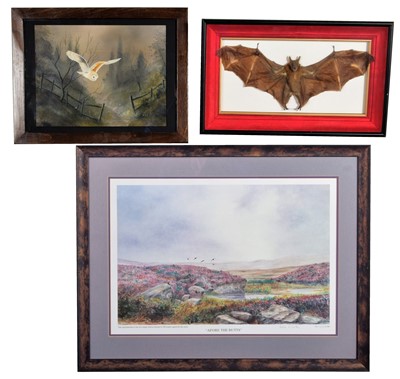 Lot 1342 - Taxidermy/Pictures: A Framed Fruit Bat, Framed...