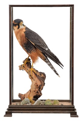 Lot 9 - Taxidermy: A Cased Aplomado Falcon (Falco...