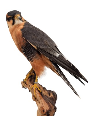 Lot 9 - Taxidermy: A Cased Aplomado Falcon (Falco...