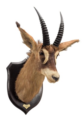 Lot 226 - Taxidermy: Roan Antelope (Hippotragus equinus),...