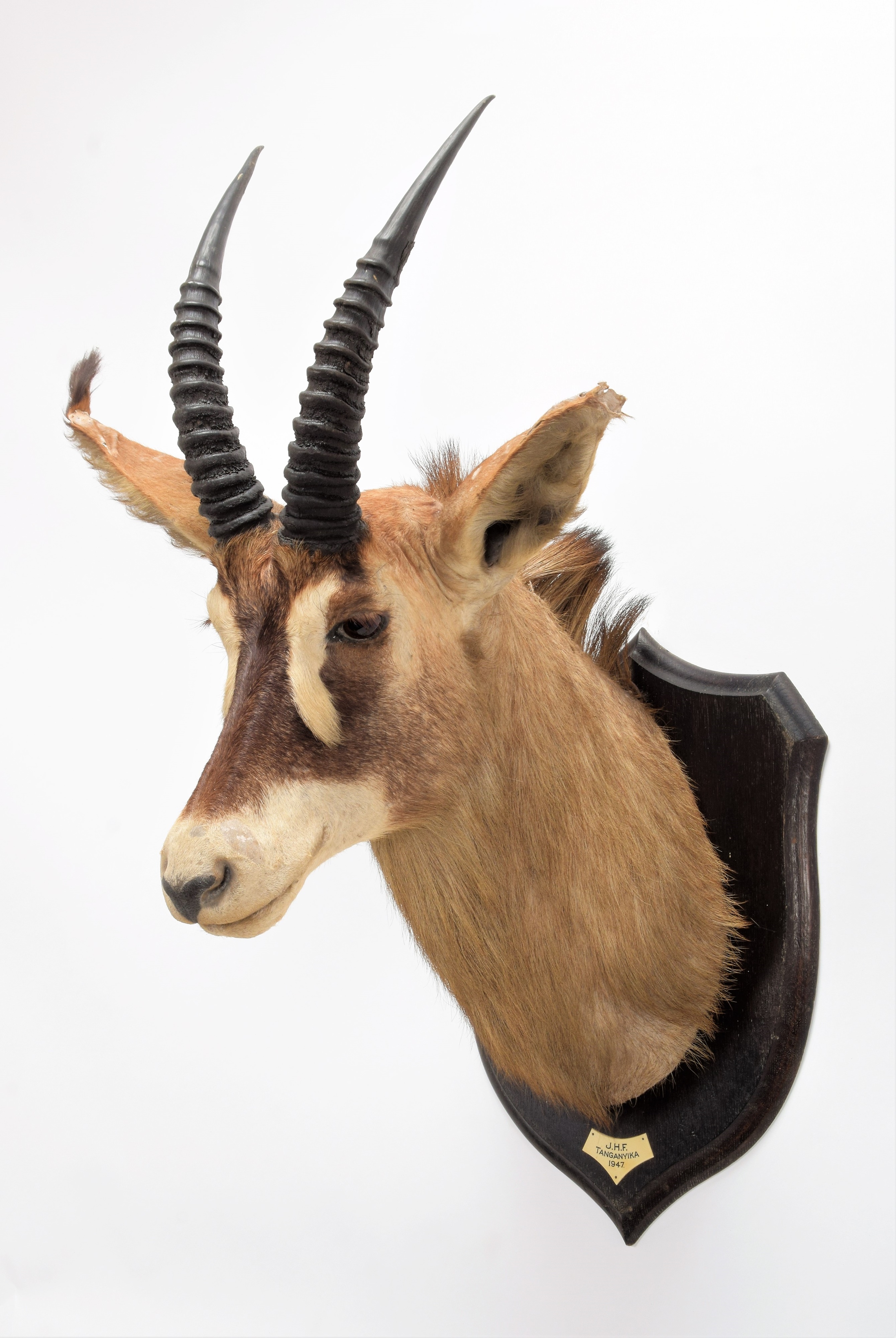 Lot 226 - Taxidermy: Roan Antelope (Hippotragus