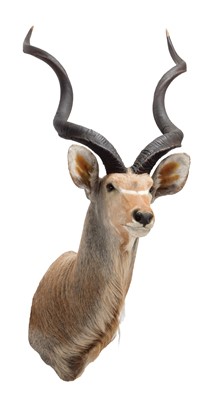 Lot 215 - Taxidermy: Cape Greater Kudu (Strepsiceros...