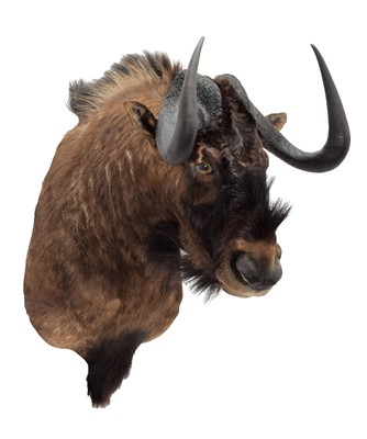 Lot 16 - Taxidermy: Black Wildebeest (Connochaetes...