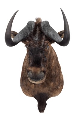 Lot 16 - Taxidermy: Black Wildebeest (Connochaetes...