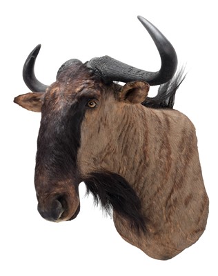 Lot 233 - Taxidermy: Blue Wildebeest (Connochaetes...