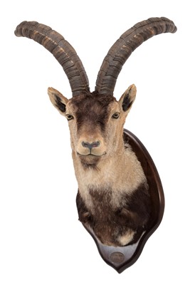Lot 119 - Taxidermy: Western Spanish Ibex (Capra...