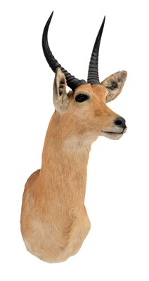 Lot 1 - Taxidermy: Southern Common Reedbuck (Redunca...