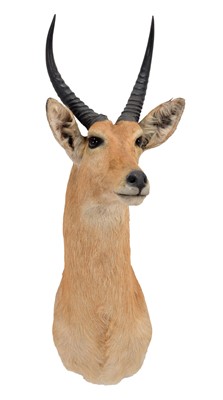 Lot 1 - Taxidermy: Southern Common Reedbuck (Redunca...