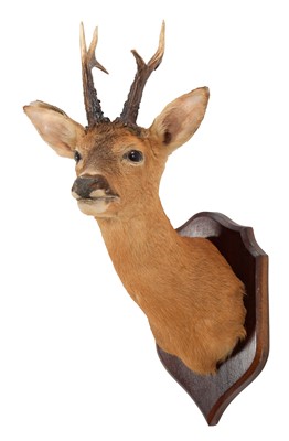 Lot 1132 - Taxidermy: European Roebuck (Capreolus...