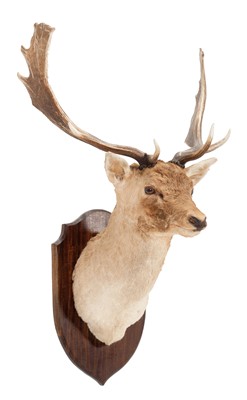 Lot 1214 - Taxidermy: European Fallow Deer (Dama dama),...