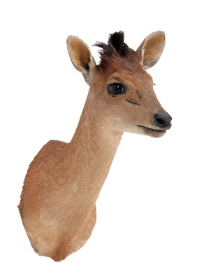 Lot 62 - Taxidermy: Natal Red Duiker (Cephalophus...