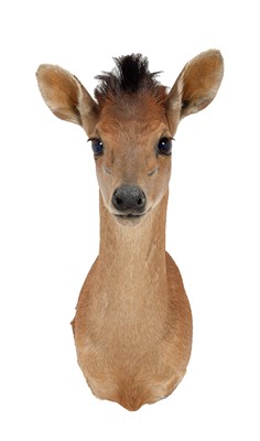 Lot 62 - Taxidermy: Natal Red Duiker (Cephalophus...