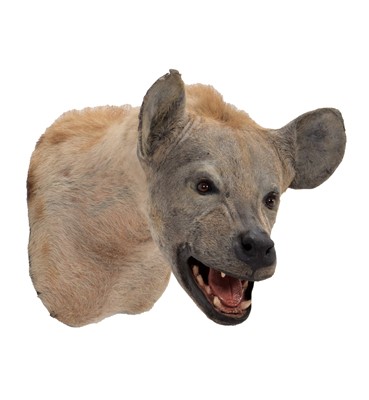 Lot 25 - Taxidermy: Spotted Hyena (Crocuta Crocuta),...