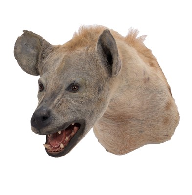 Lot 25 - Taxidermy: Spotted Hyena (Crocuta Crocuta),...