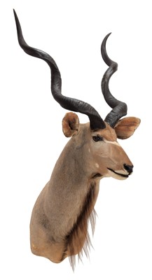Lot 27 - Taxidermy: Cape Greater Kudu (Strepsiceros...