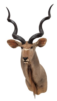 Lot 27 - Taxidermy: Cape Greater Kudu (Strepsiceros...
