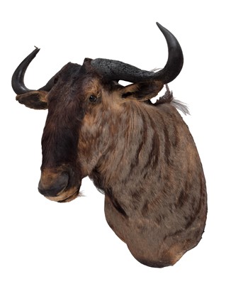 Lot 305 - Taxidermy: Blue Wildebeest (Connochaetes...