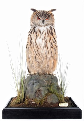 Lot 264 - Taxidermy: A Cased European Eagle Owl (Bubo...