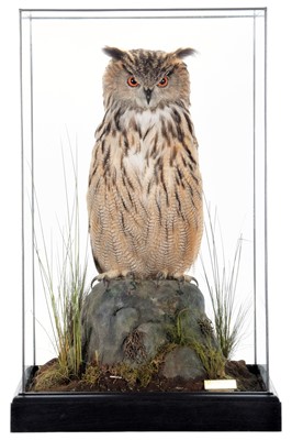 Lot 264 - Taxidermy: A Cased European Eagle Owl (Bubo...