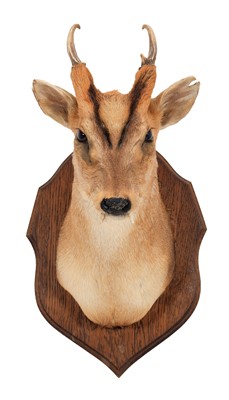 Lot 33 - Taxidermy: Reeves's Muntjac Deer (Muntiacini),...