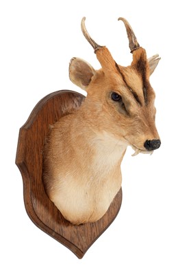 Lot 33 - Taxidermy: Reeves's Muntjac Deer (Muntiacini),...