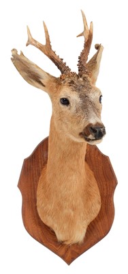 Lot 1162 - Taxidermy: European Roebuck (Capreolus...