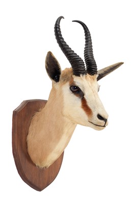 Lot 199 - Taxidermy: South African Springbok (Antidorcas...