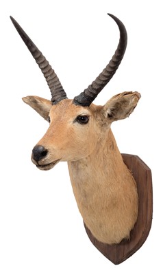 Lot 1202 - Taxidermy: Southern Common Reedbuck (Redunca...