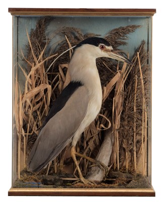 Lot 11 - Taxidermy: A Cased Black-Crowned Night Heron...