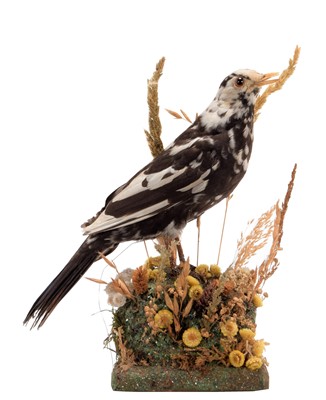 Lot 41 - Taxidermy: A Late Victorian Pied Black Bird...