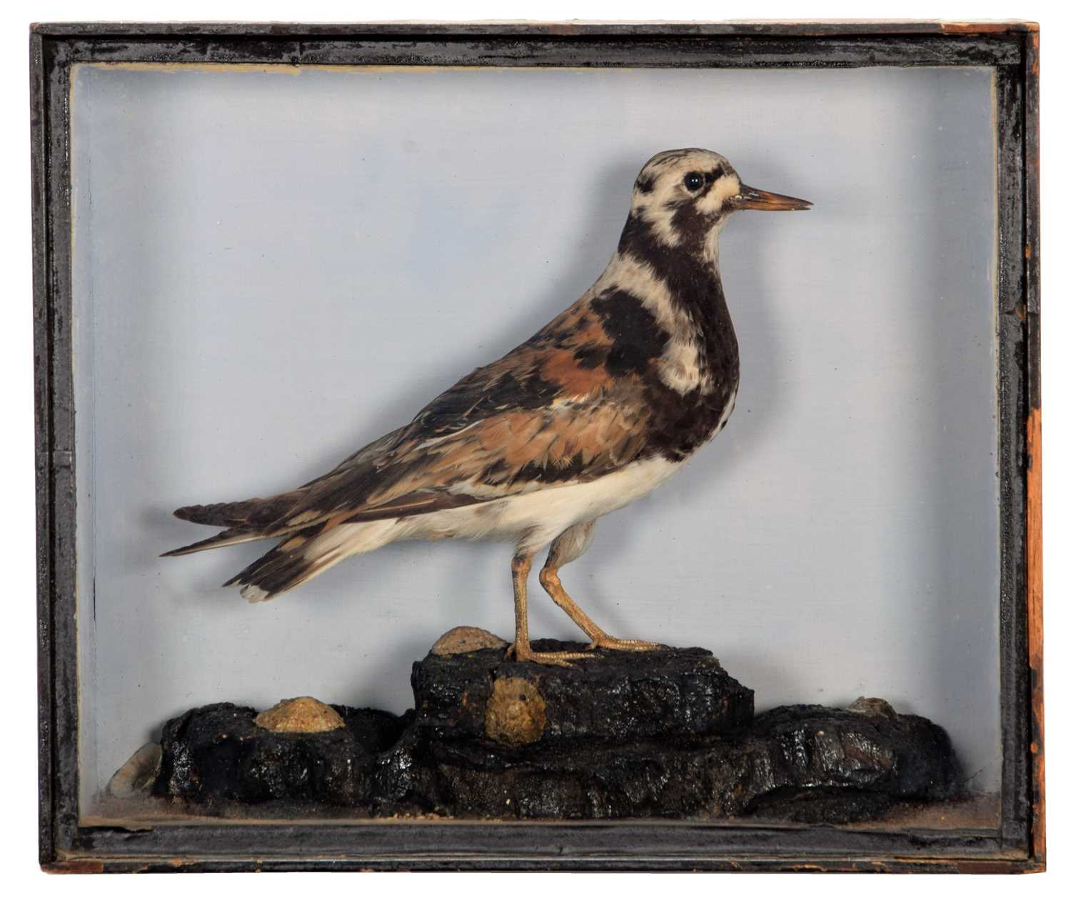 Lot 19 - Taxidermy: A Late Victorian Cased Turnstone...