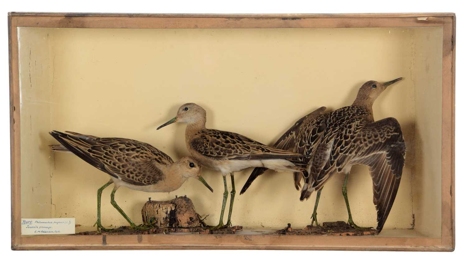Lot 38 - Taxidermy: A Late Victorian Cased Trio of...