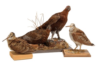 Lot 1128 - Taxidermy: A Pair of Red Grouse & Woodcocks,...