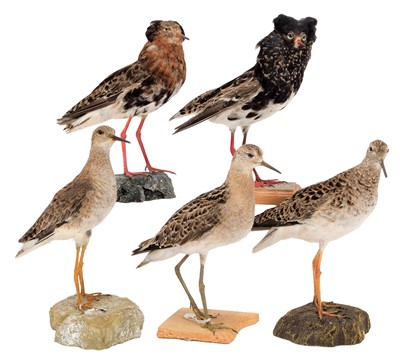 Lot 337 - Taxidermy: A Group of Ruffs (Philomachus...