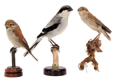 Lot 12 - Taxidermy: A Group of Shrikes, circa late 20th...