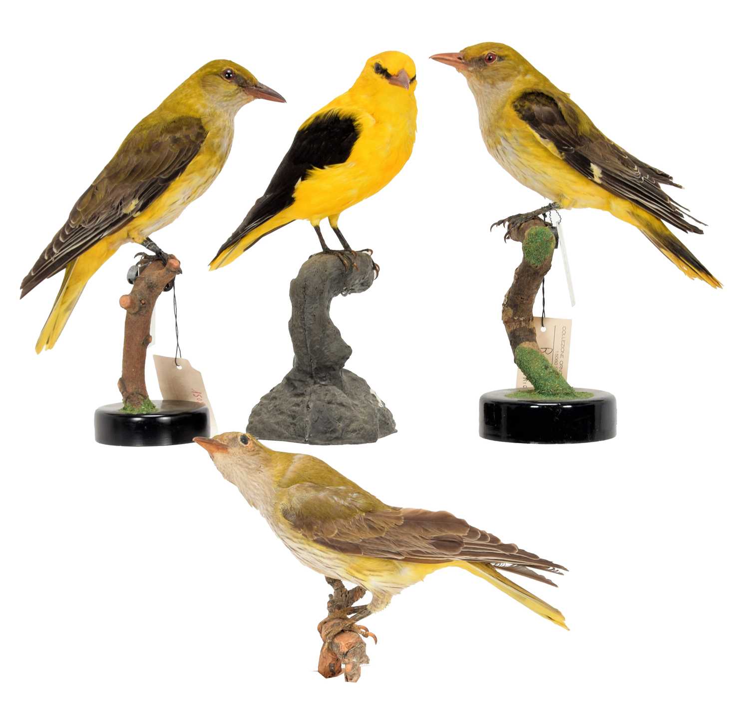 Lot 14 - Taxidermy: A Group of Golden Orioles (Oriolus...