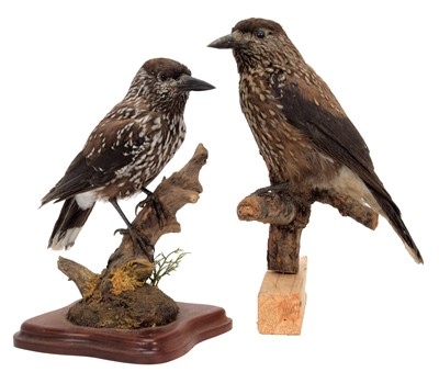 Lot 341 - Taxidermy: A Pair of European Spotted...